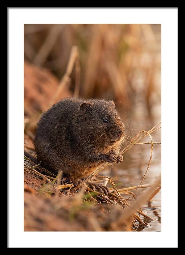 Water Vole By The Waters Edge