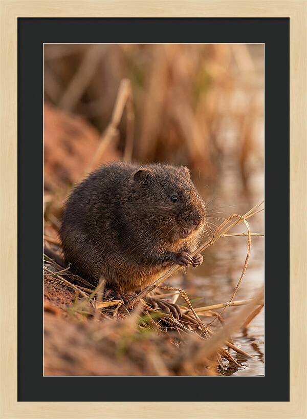 Water Vole By The Waters Edge