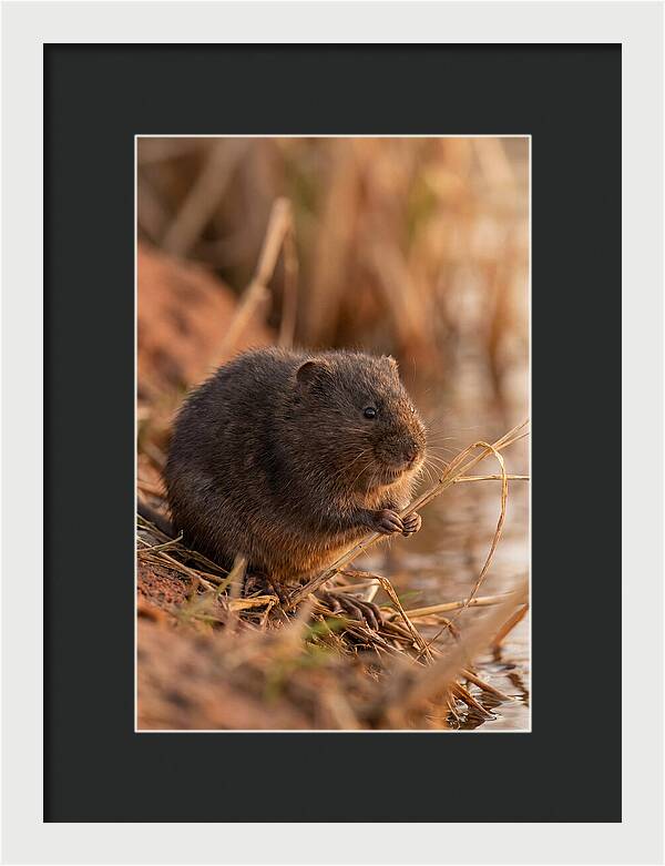 Water Vole By The Waters Edge