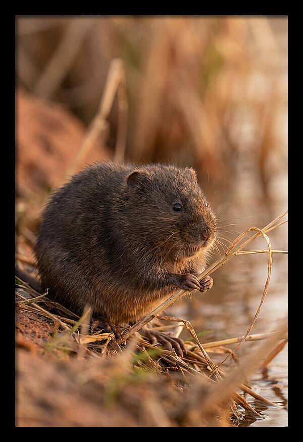 Water Vole By The Waters Edge