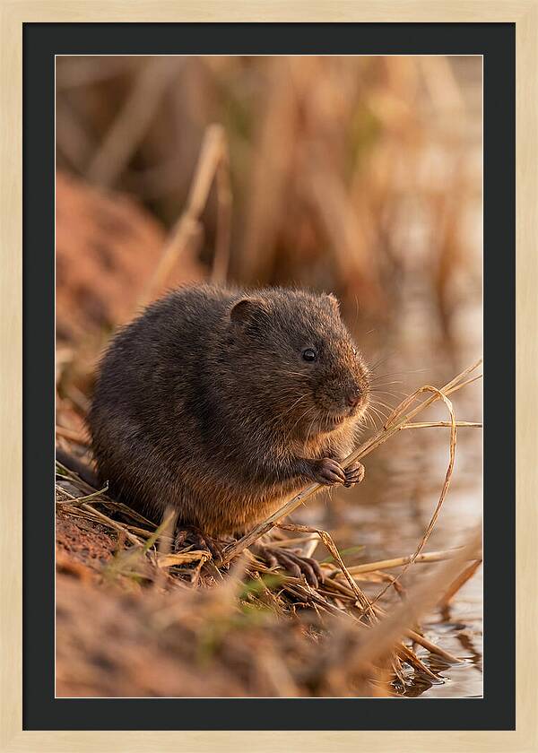 Water Vole By The Waters Edge