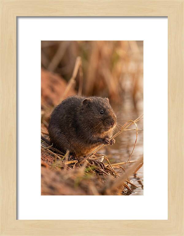 Water Vole By The Waters Edge