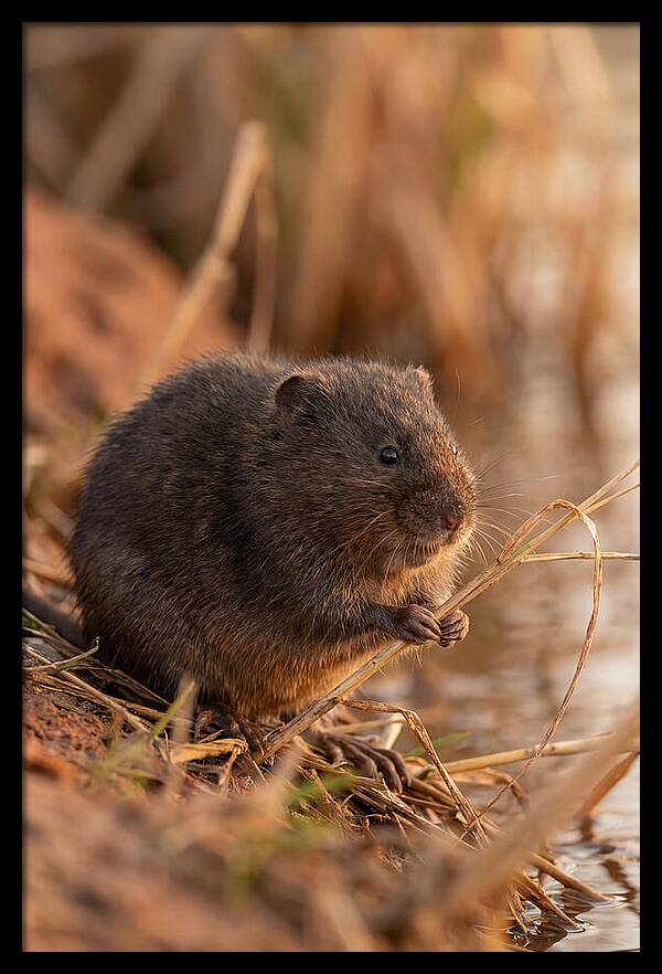 Water Vole By The Waters Edge