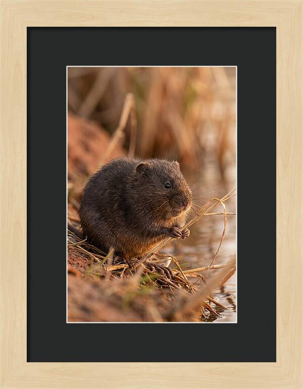 Water Vole By The Waters Edge
