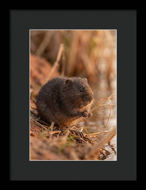 Water Vole By The Waters Edge
