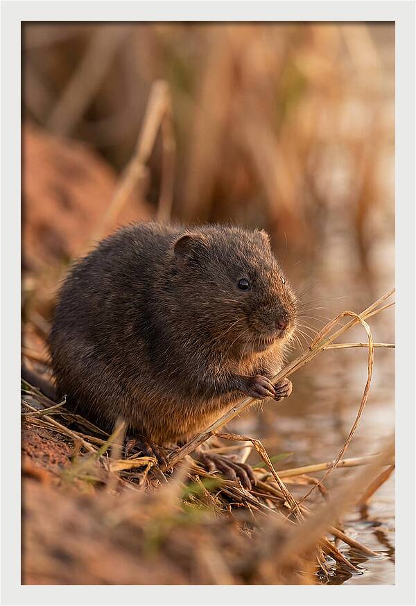 Water Vole By The Waters Edge