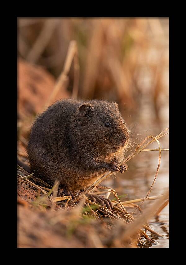 Water Vole By The Waters Edge