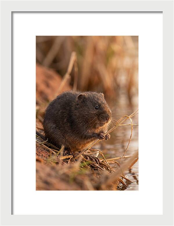 Water Vole By The Waters Edge