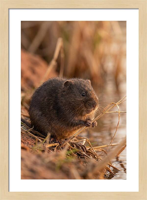 Water Vole By The Waters Edge