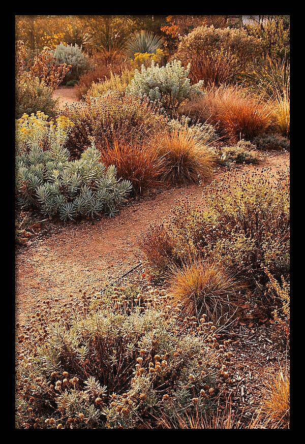 Water Wise Garden Serenity