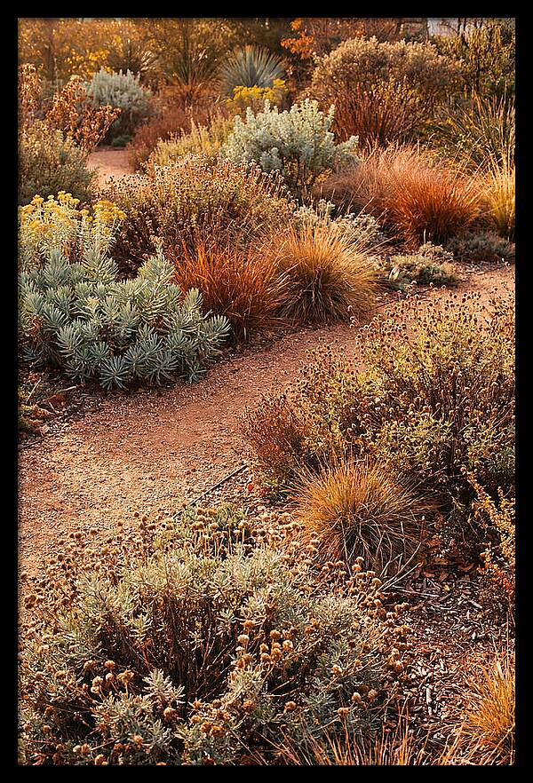 Water Wise Garden Serenity