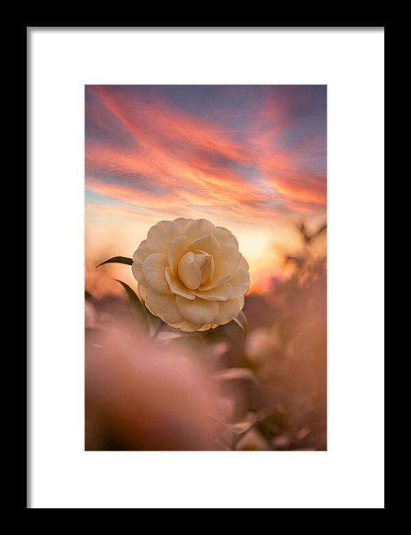 Waxy Camellia Bloom At Sunset