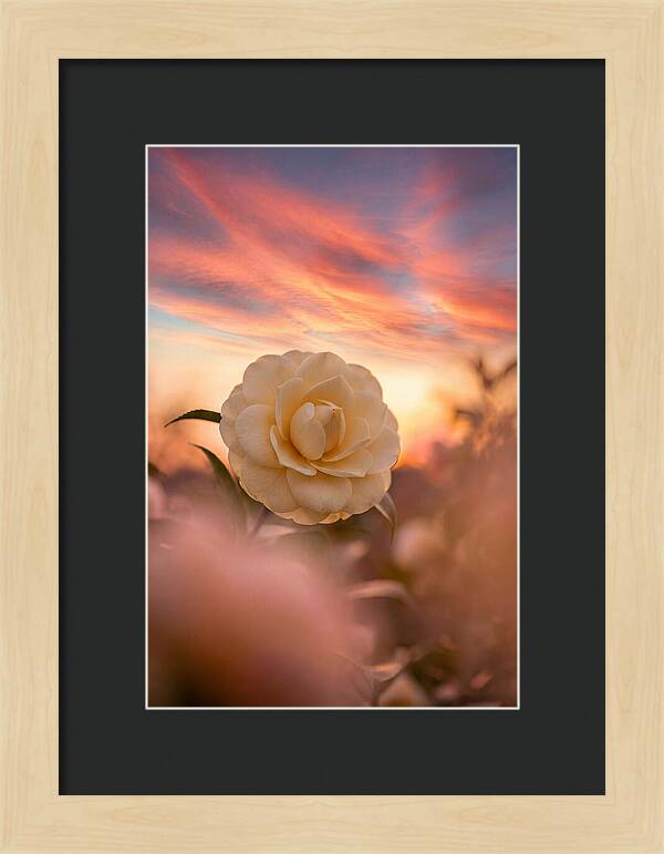 Waxy Camellia Bloom At Sunset