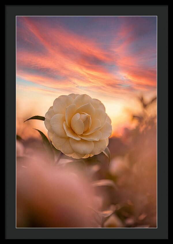 Waxy Camellia Bloom At Sunset