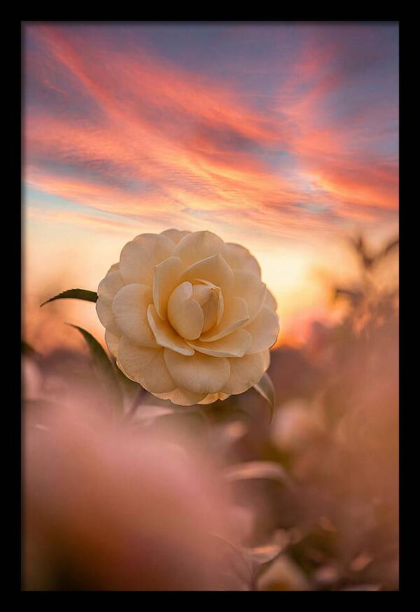 Waxy Camellia Bloom At Sunset