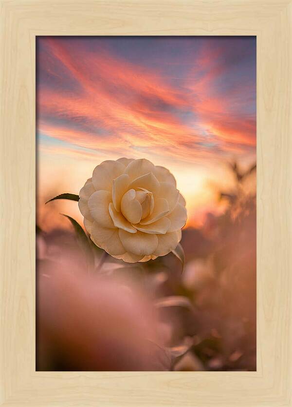 Waxy Camellia Bloom At Sunset