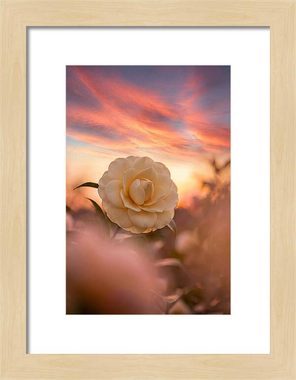 Waxy Camellia Bloom At Sunset