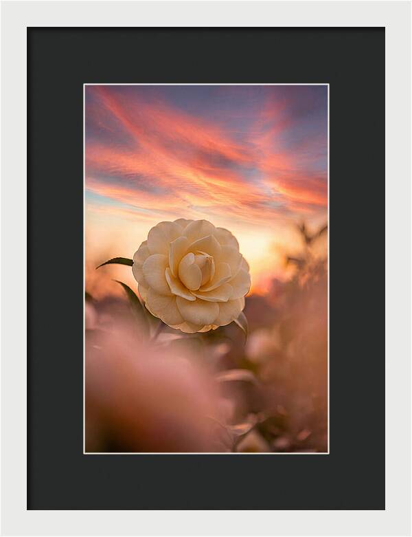 Waxy Camellia Bloom At Sunset