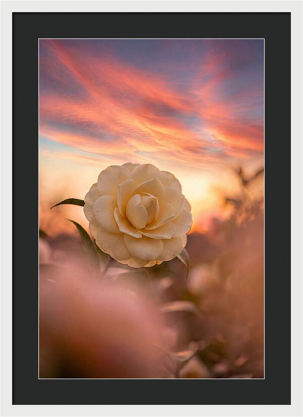 Waxy Camellia Bloom At Sunset