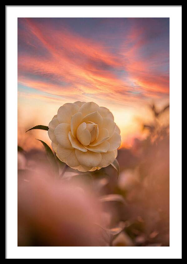 Waxy Camellia Bloom At Sunset