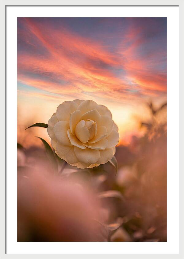 Waxy Camellia Bloom At Sunset