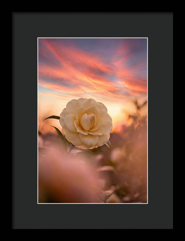 Waxy Camellia Bloom At Sunset