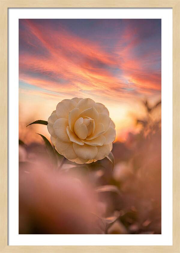 Waxy Camellia Bloom At Sunset