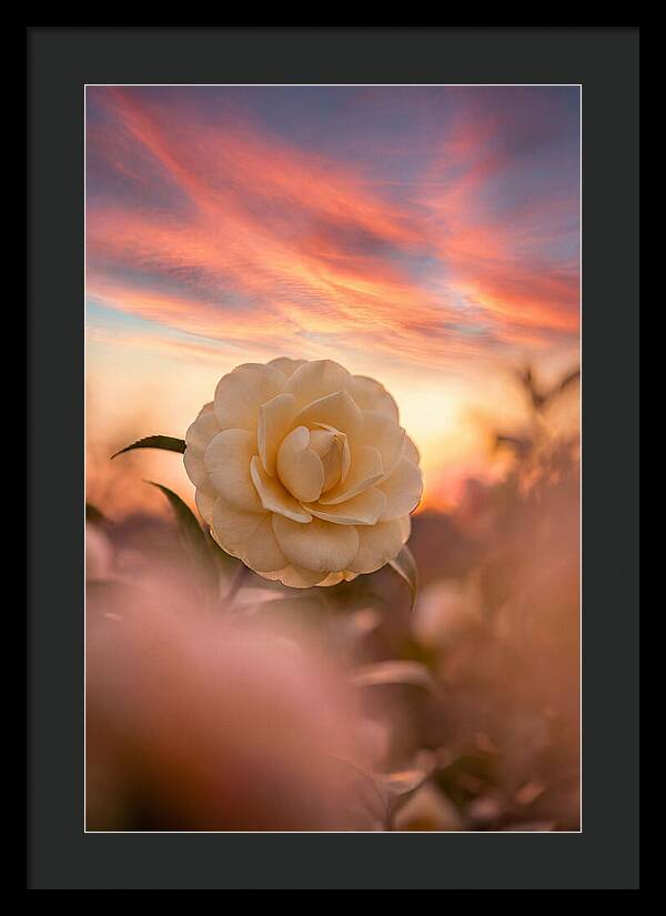 Waxy Camellia Bloom At Sunset