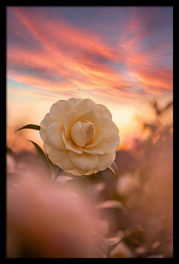 Waxy Camellia Bloom At Sunset