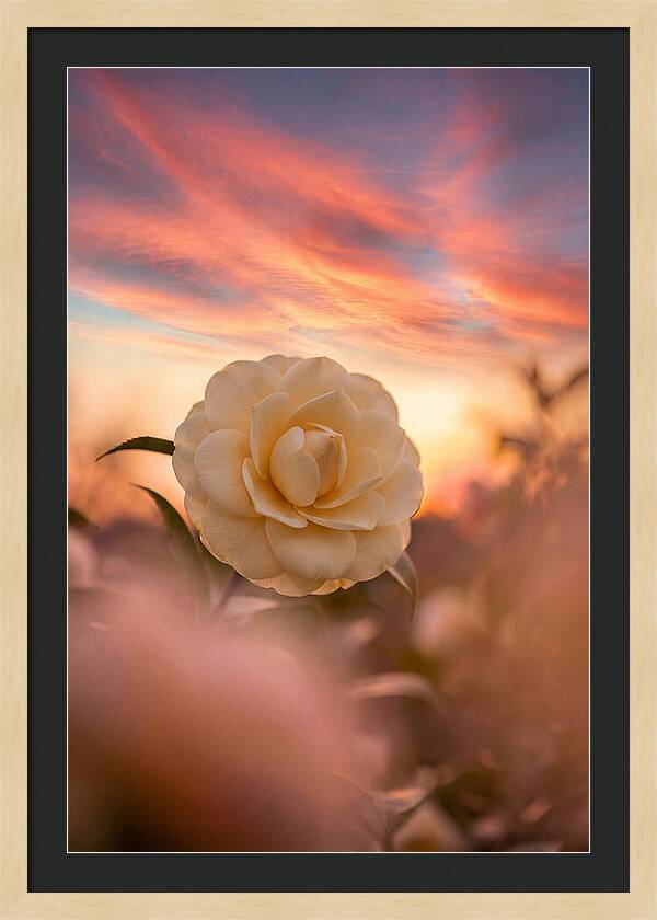 Waxy Camellia Bloom At Sunset