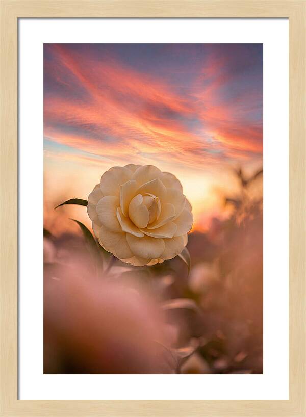 Waxy Camellia Bloom At Sunset