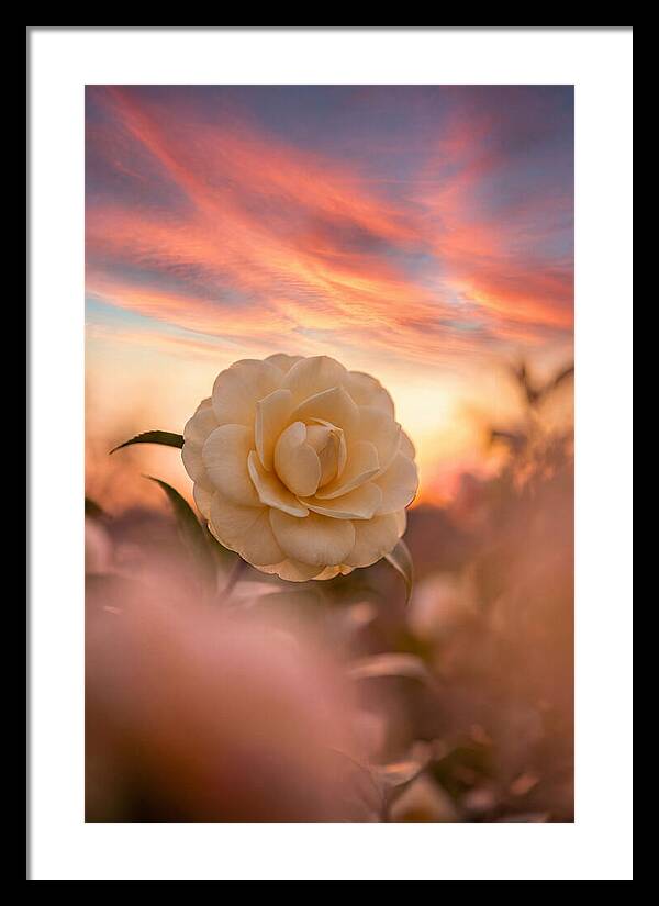 Waxy Camellia Bloom At Sunset