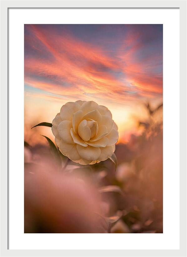 Waxy Camellia Bloom At Sunset