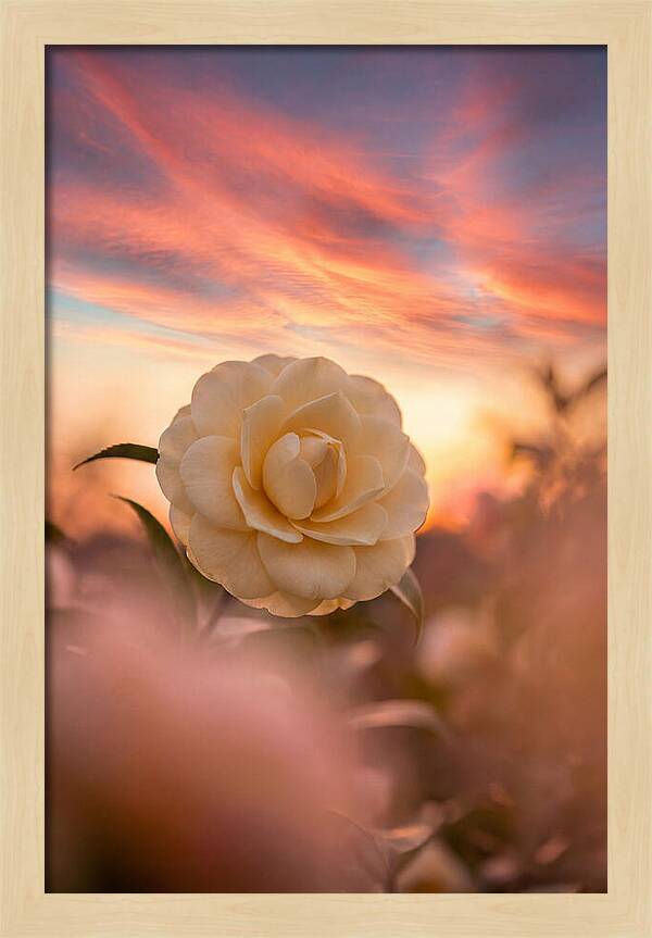 Waxy Camellia Bloom At Sunset