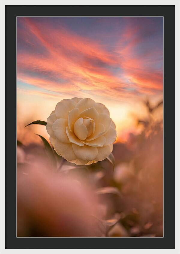 Waxy Camellia Bloom At Sunset