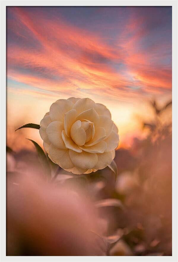 Waxy Camellia Bloom At Sunset
