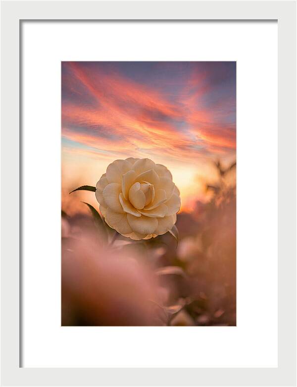Waxy Camellia Bloom At Sunset
