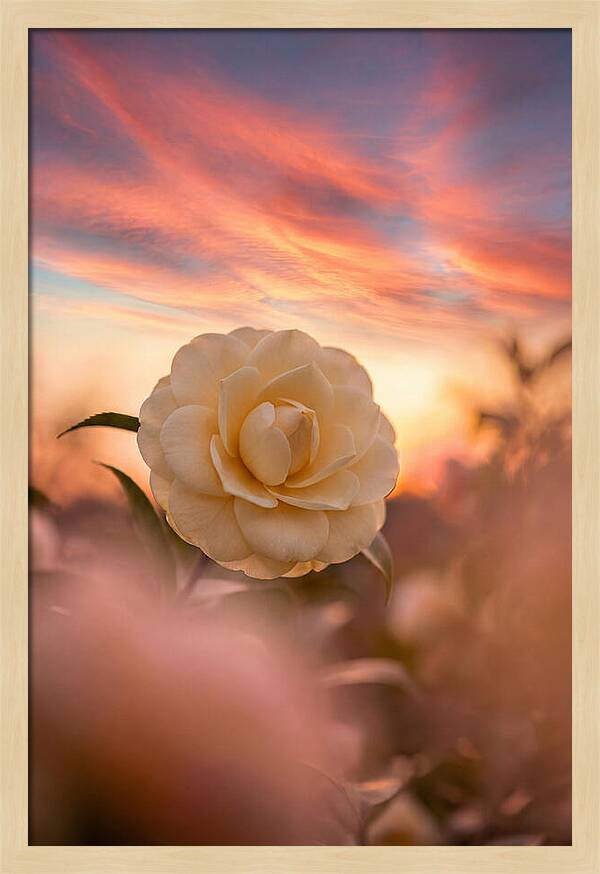 Waxy Camellia Bloom At Sunset