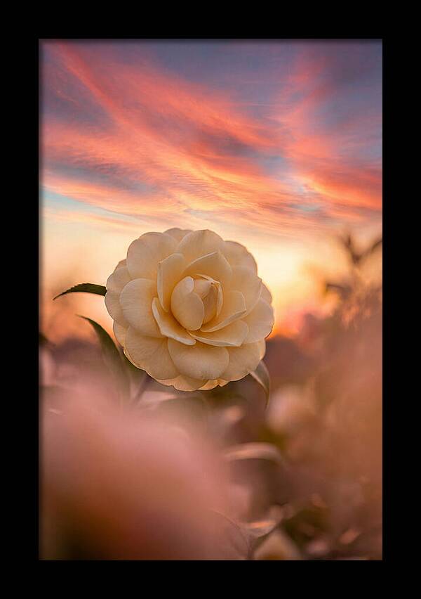 Waxy Camellia Bloom At Sunset