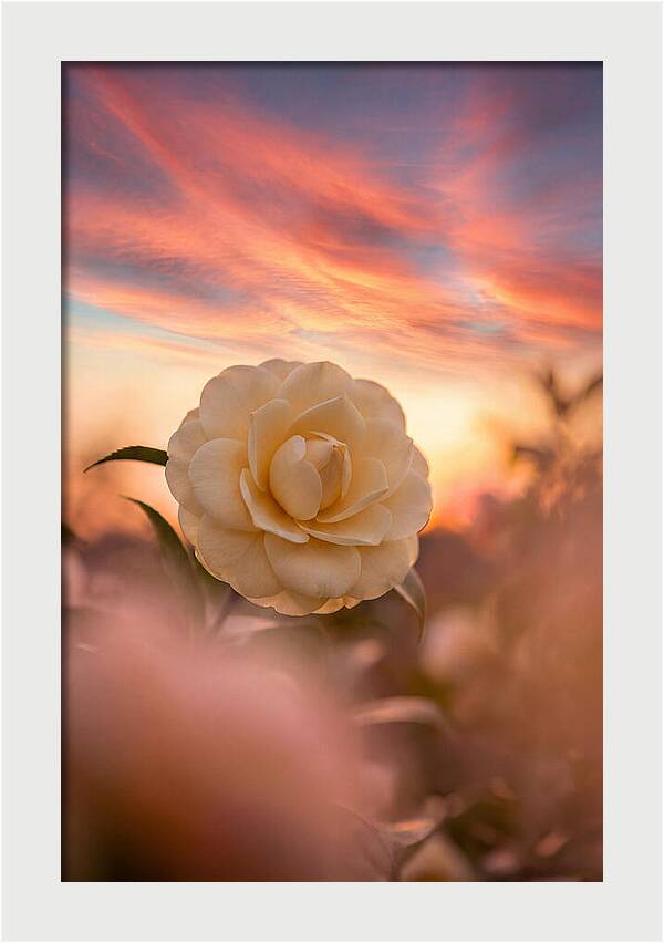 Waxy Camellia Bloom At Sunset