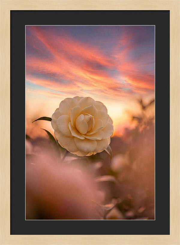 Waxy Camellia Bloom At Sunset
