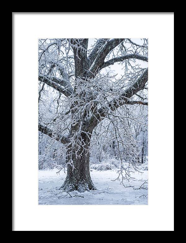 Weathered Beauty In Ice