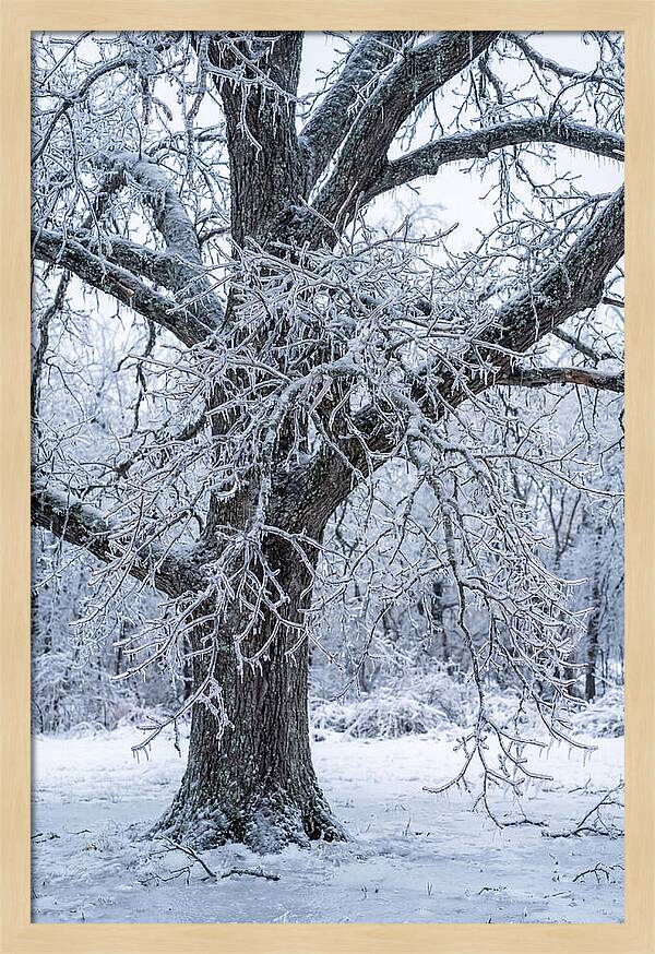 Weathered Beauty In Ice