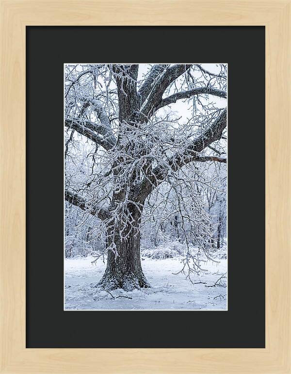 Weathered Beauty In Ice