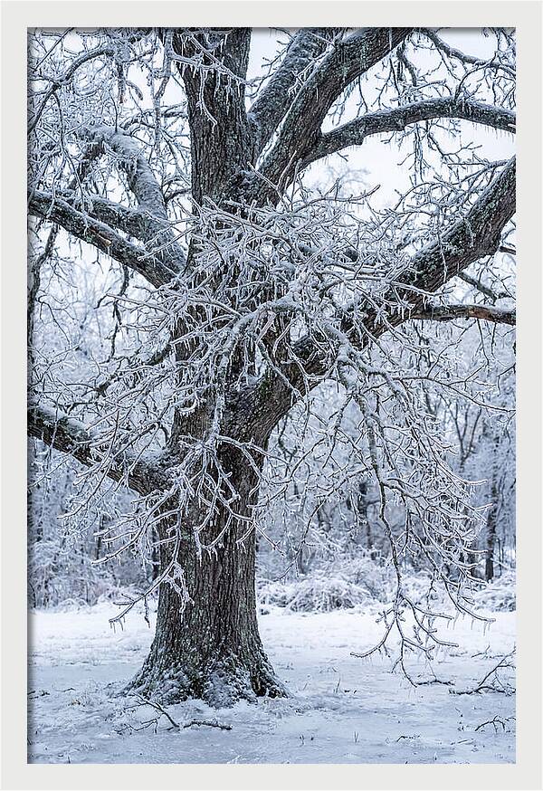Weathered Beauty In Ice