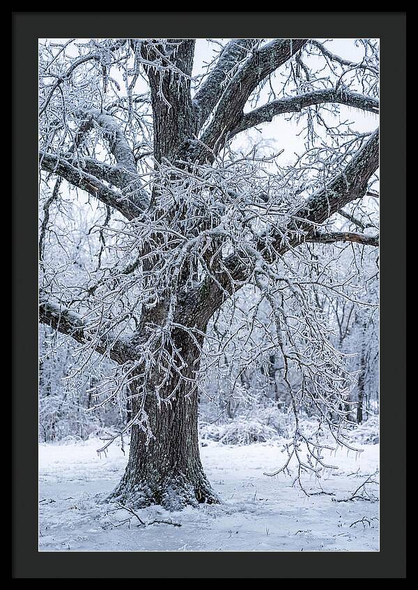 Weathered Beauty In Ice