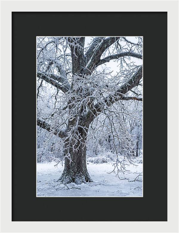 Weathered Beauty In Ice