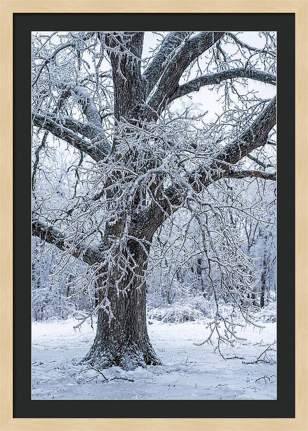 Weathered Beauty In Ice