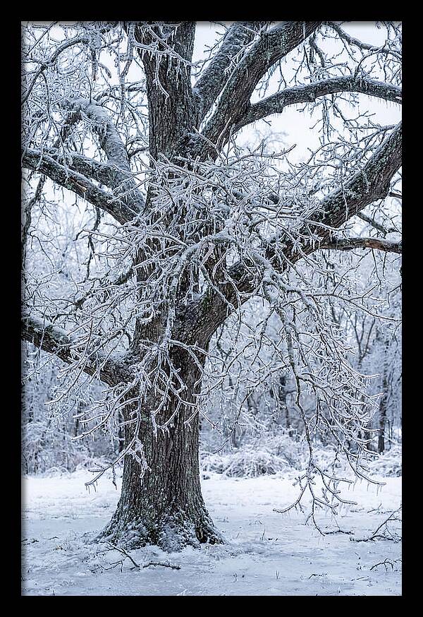 Weathered Beauty In Ice