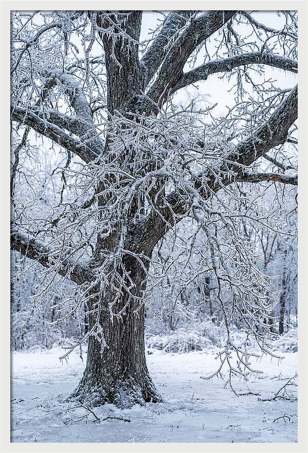Weathered Beauty In Ice